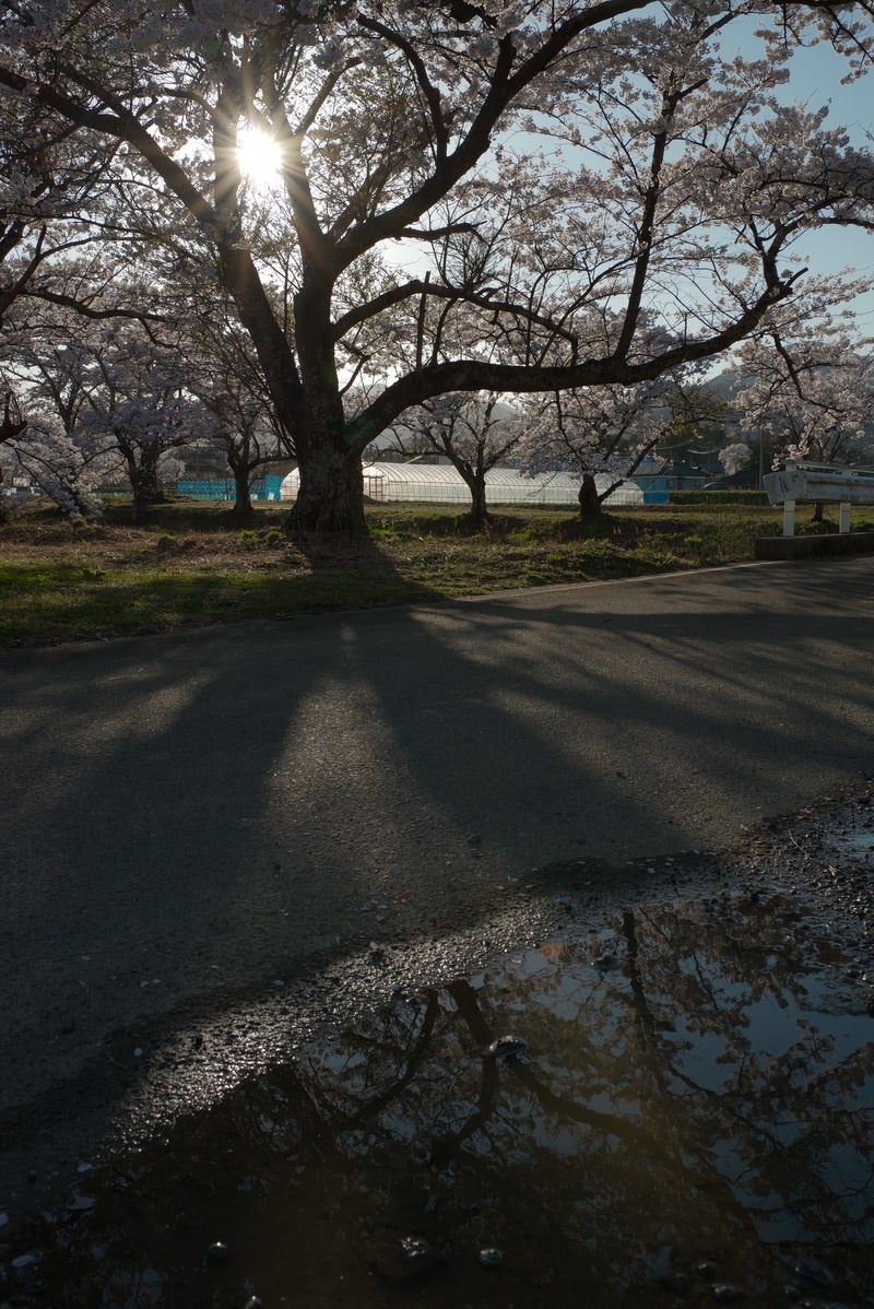 「水溜りと並木道に伸びる笹原川千本桜の影」の写真