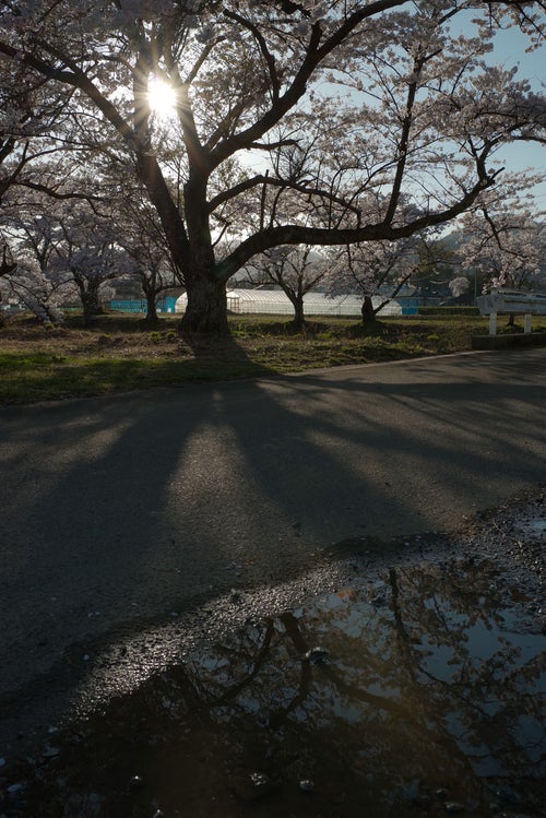 水溜りと並木道に伸びる笹原川千本桜の影の写真