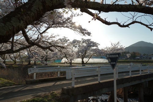 笹原川の千本桜とガードレールの写真