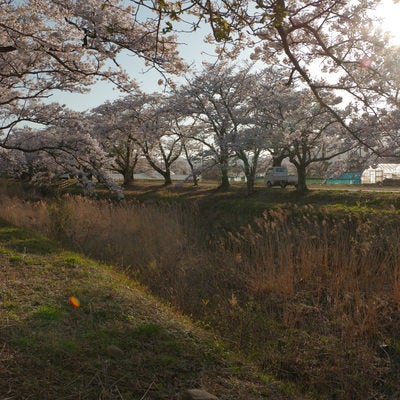 立ち枯れのススキと桜並木（笹原川の千本桜）の写真