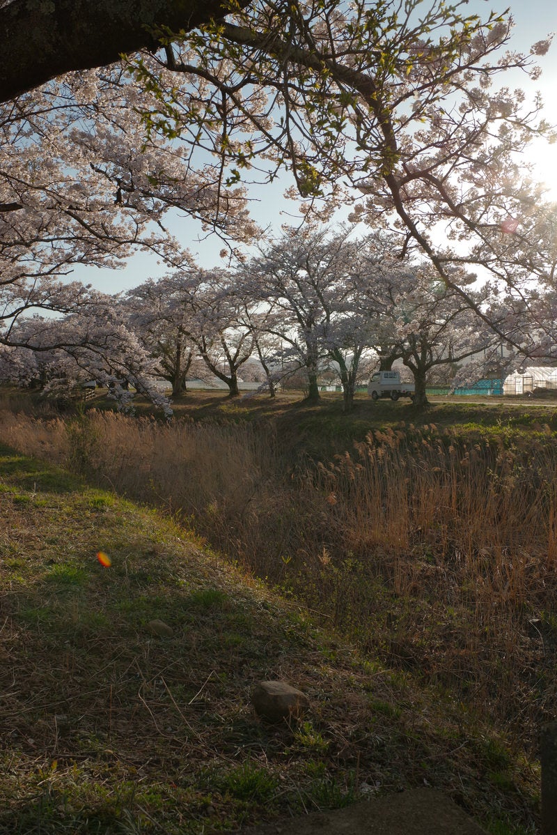 「立ち枯れのススキと桜並木（笹原川の千本桜）」の写真