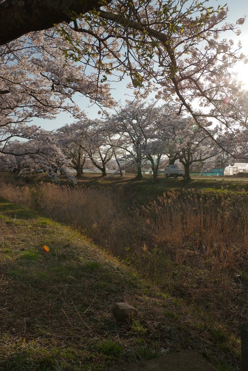 立ち枯れのススキと桜並木（笹原川の千本桜）の写真