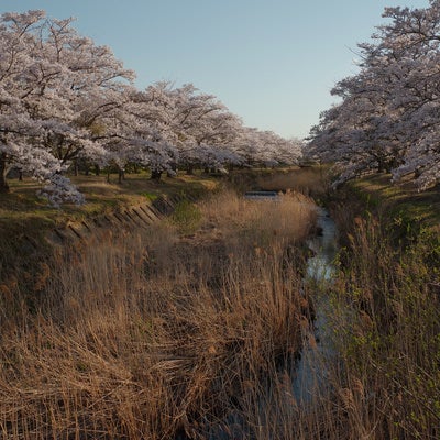 笹原川の千本桜と河川敷の写真