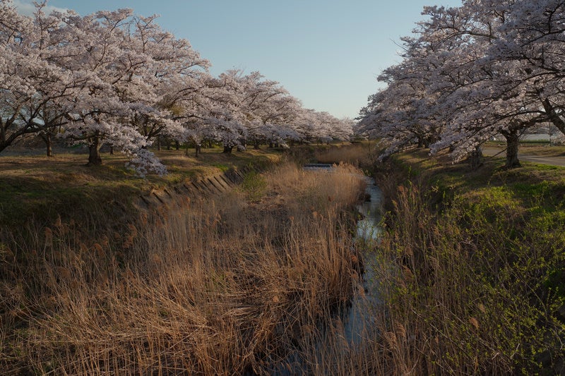 笹原川の千本桜と河川敷