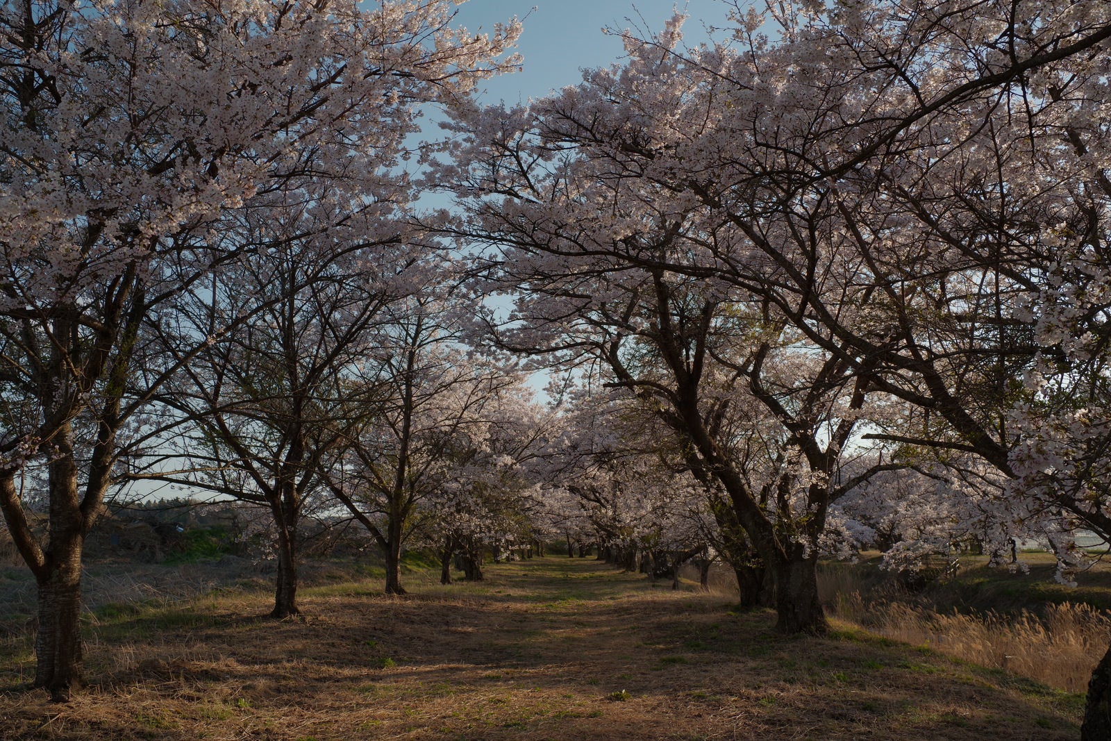 「野原へと続く桜並木（笹原川の千本桜）」の写真