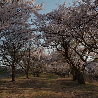 野原へと続く桜並木（笹原川の千本桜）の写真