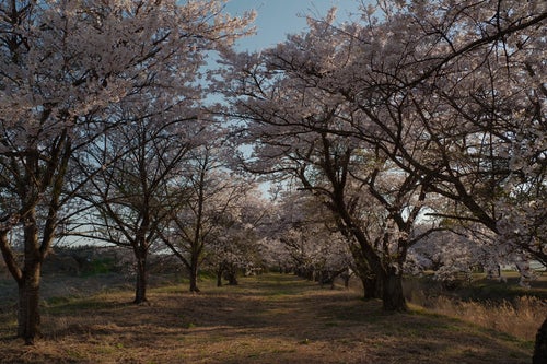 野原へと続く桜並木（笹原川の千本桜）の写真
