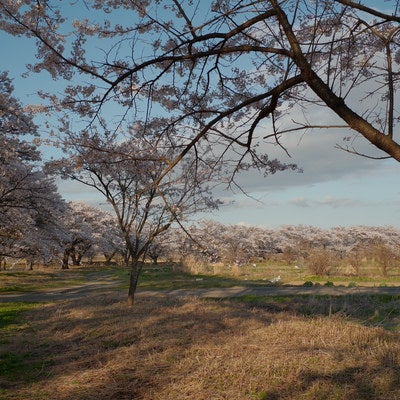 畑を見晴らす笹原川の千本桜の写真