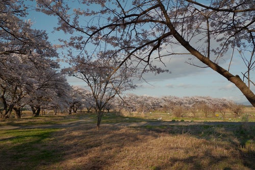 畑を見晴らす笹原川の千本桜の写真