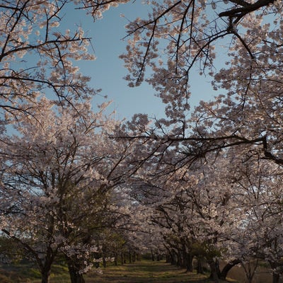 どこまでも続く桜並木（笹原川の千本桜）の写真