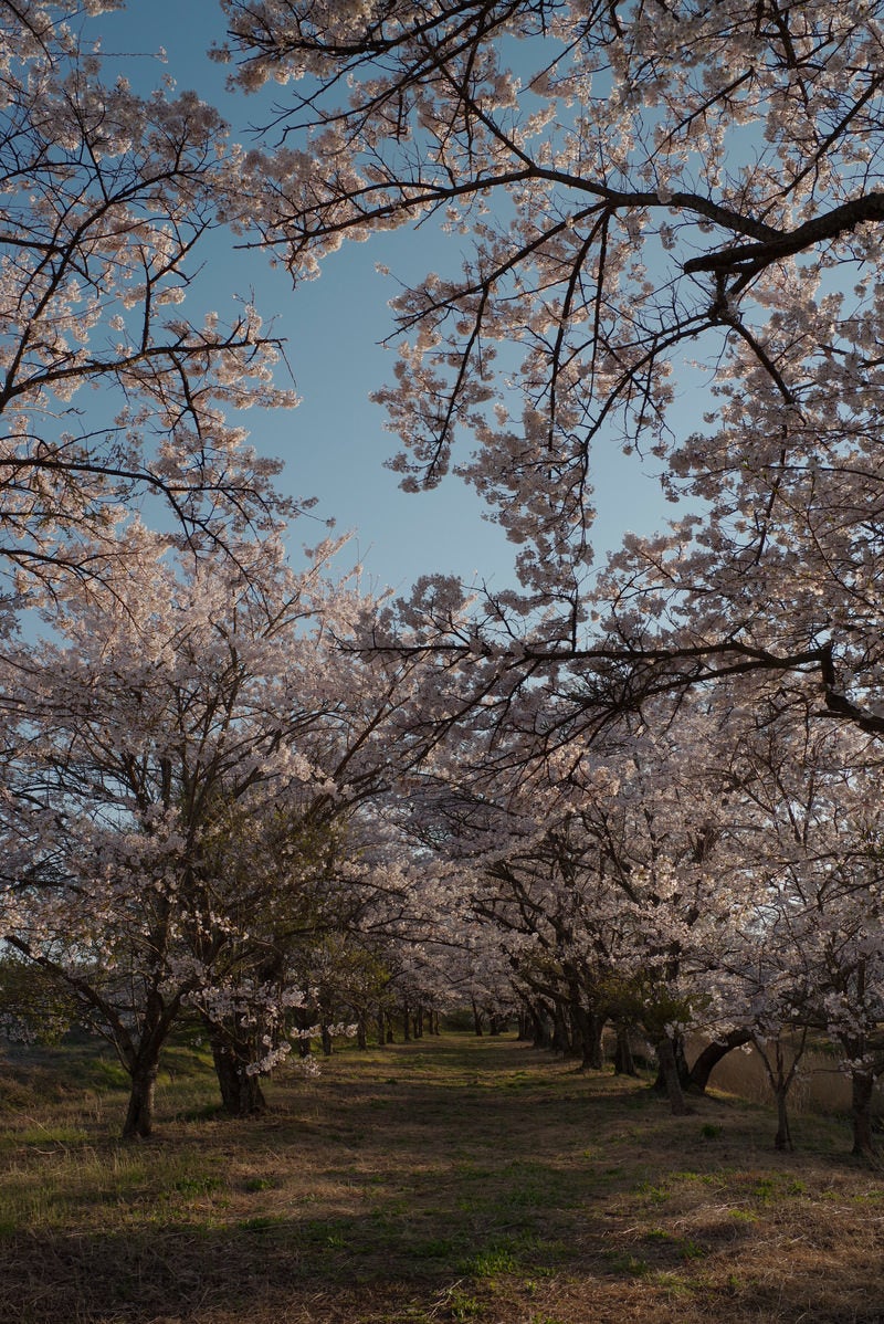 「どこまでも続く桜並木（笹原川の千本桜）」の写真