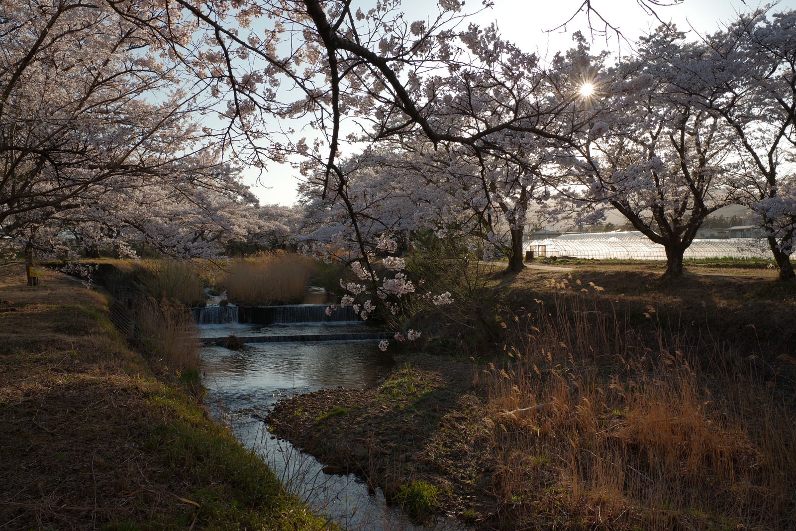 「ビニールハウスと笹原川の千本桜」の写真