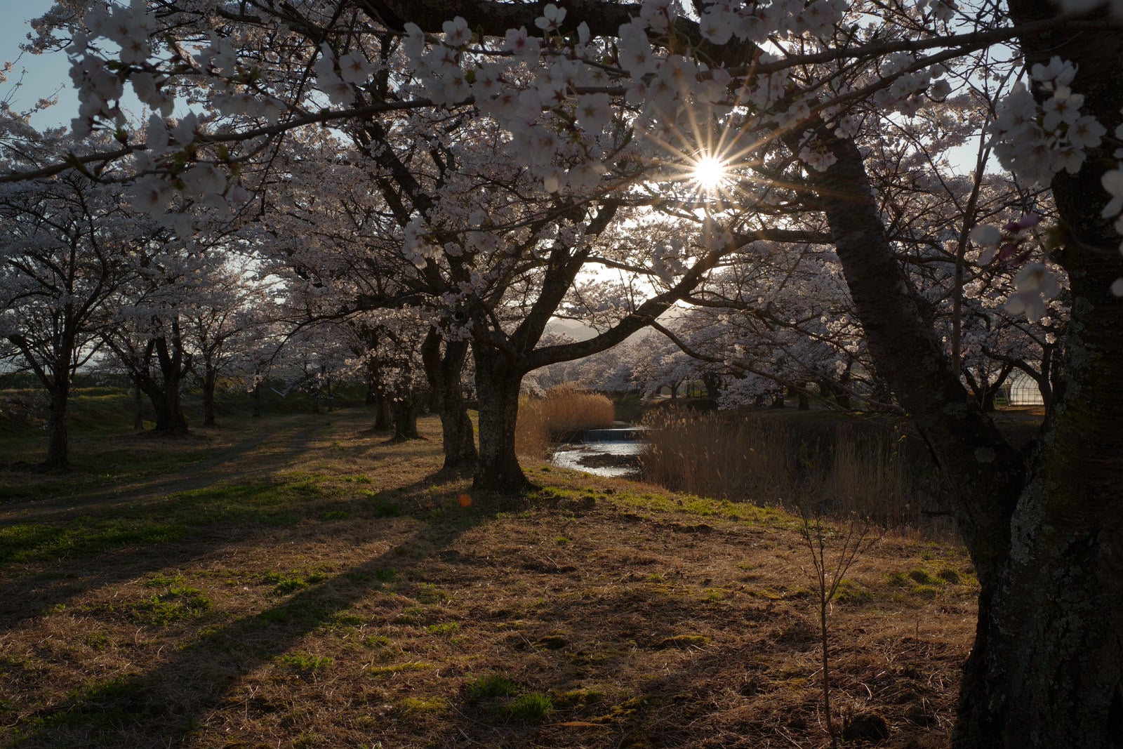 「夕陽に照らされる桜並木と伸びる影（笹原川の千本桜）」の写真