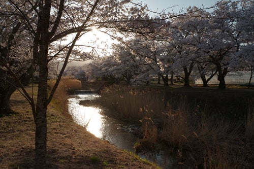 笹原川に照らされる夕日と千本桜の写真