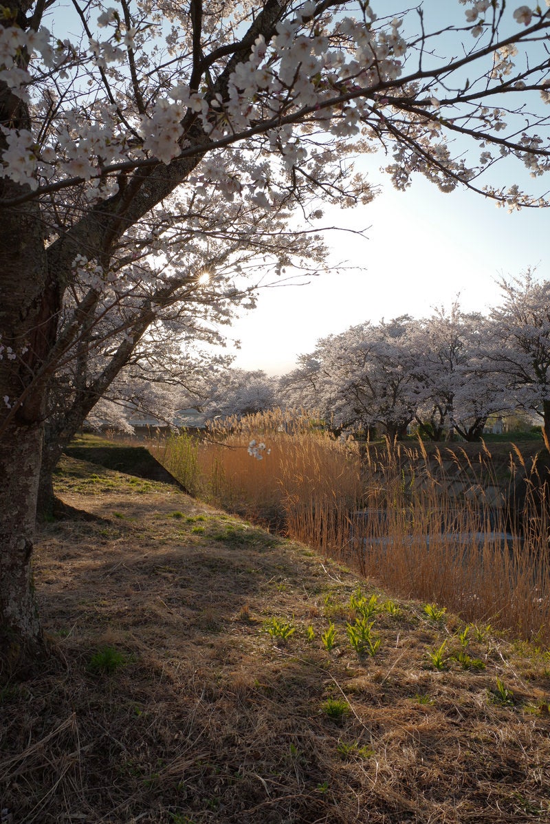 「立ち上がるススキと笹原川の千本桜」の写真