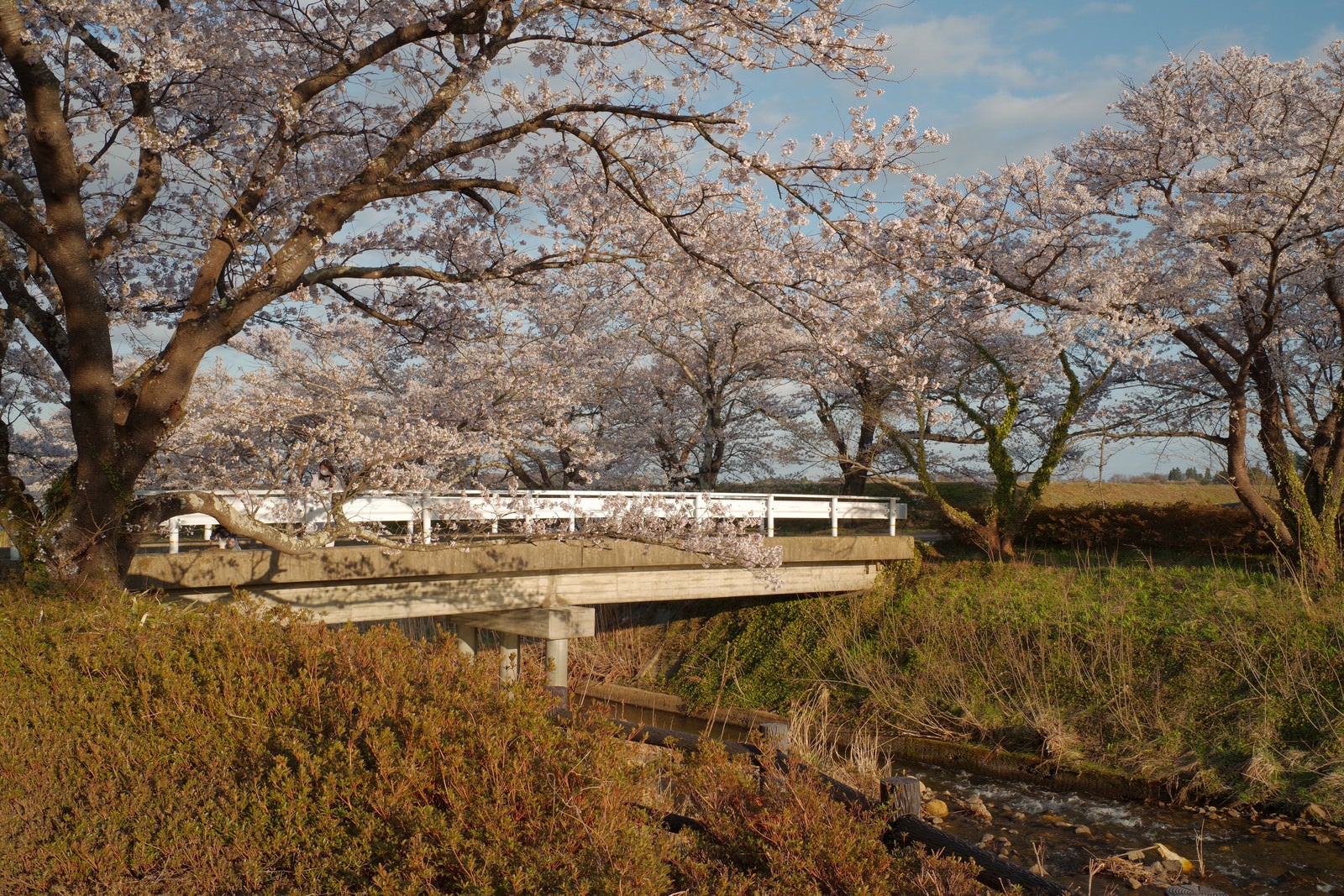 Spring landscape of a cherry blossom-lined row (sakura namiki) in full bloom and a concrete bridge spanning a small stream