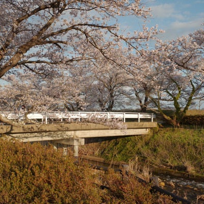 小川に架かる橋と満開の桜並木の春景色の写真