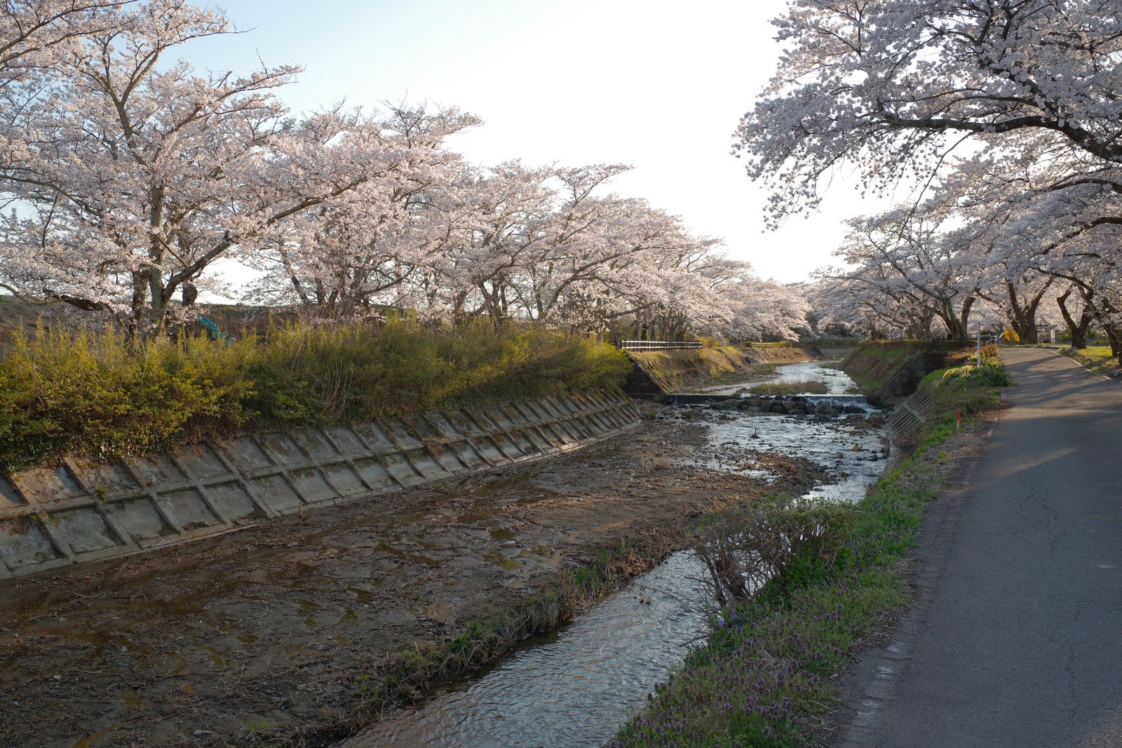 河川沿いの遊歩道に白い満開の桜の大木が両側に並ぶ福島県郡山市の千本桜