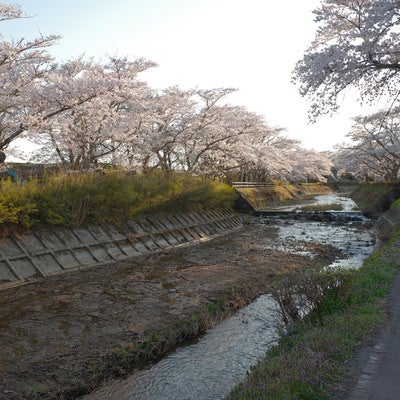 福島県郡山市の笹原川沿いに続く千本桜並木の写真