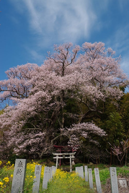 大和田稲荷神社の入口となる鳥居と子授け櫻の写真