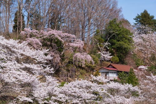 民家を覆う春の伊勢桜の写真