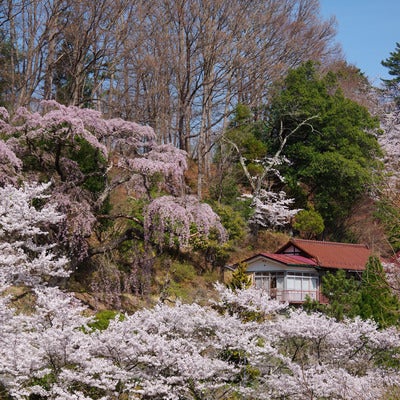 民家と迎える春の訪れと伊勢桜の写真