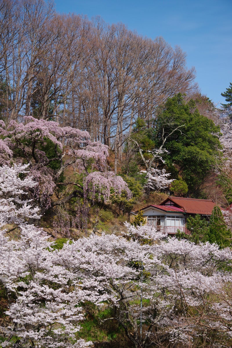 「民家と迎える春の訪れと伊勢桜」の写真