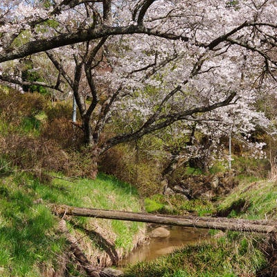 春が訪れる伊勢桜と小川の写真