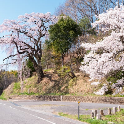 伊勢谷商店の主人が植栽した一本桜「伊勢桜」の写真