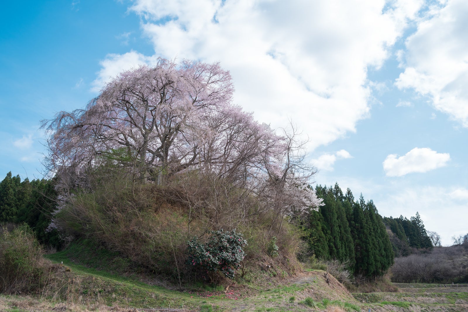 「丘の上に咲く黒木石造り三層塔の桜」の写真