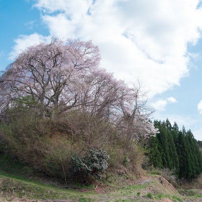丘の上に咲く黒木石造り三層塔の桜の写真