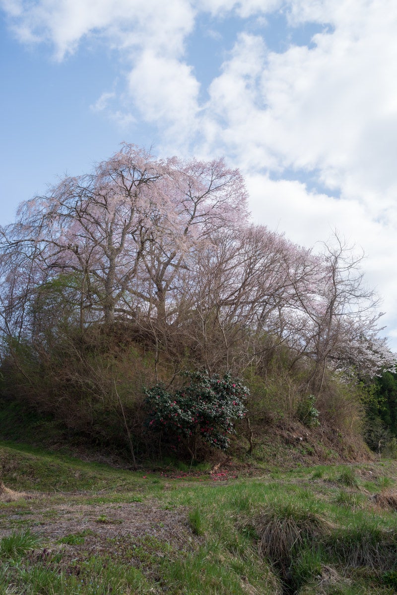 「木の石造三層塔とその儚げな桜」の写真