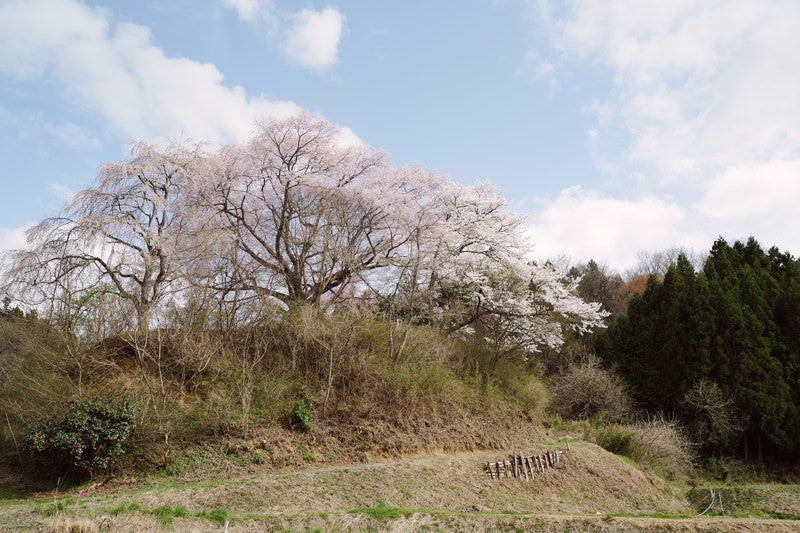 黒木の石造三層塔と壮観な桜の写真