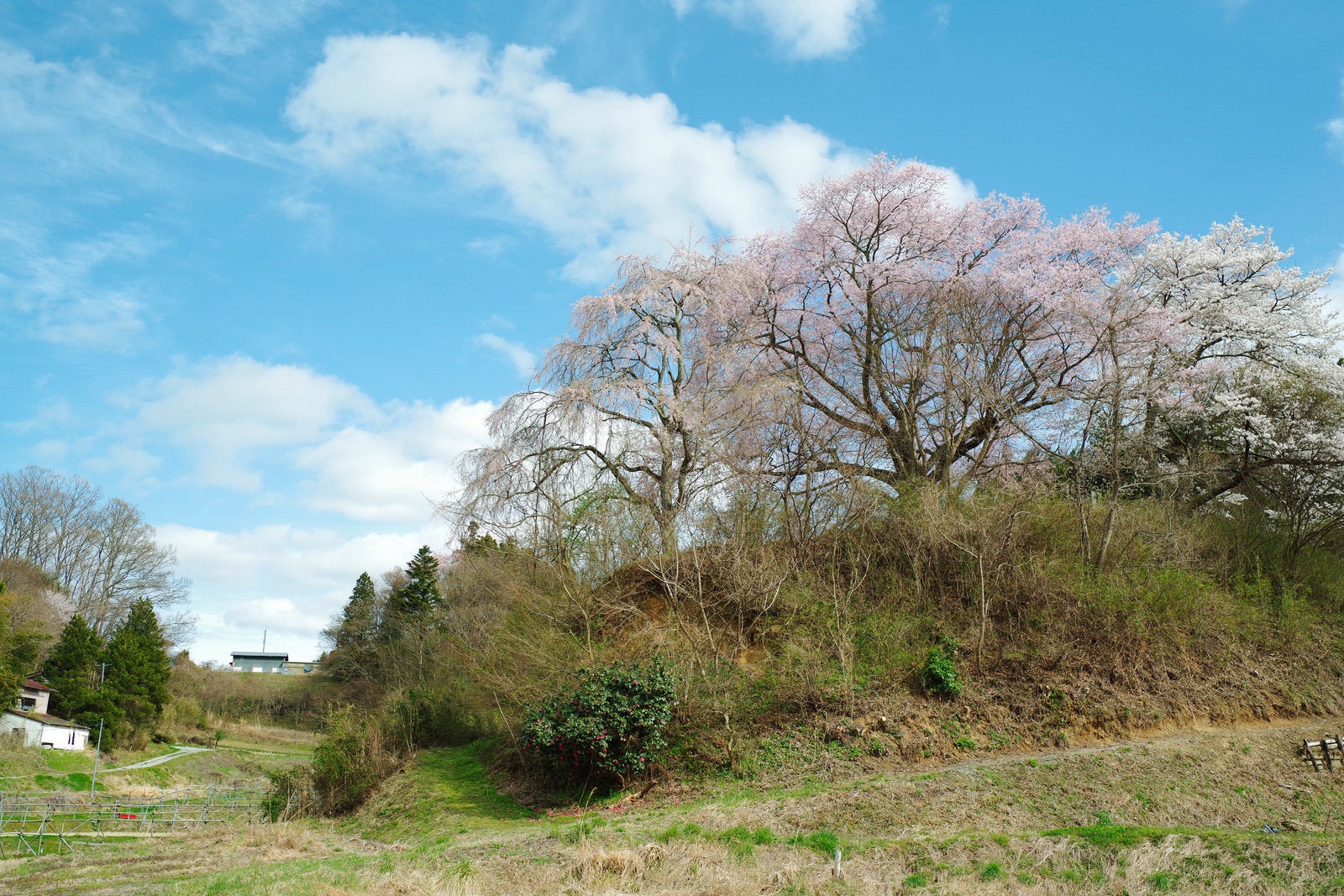 「春の息吹と黒木の石造三層塔の桜」の写真