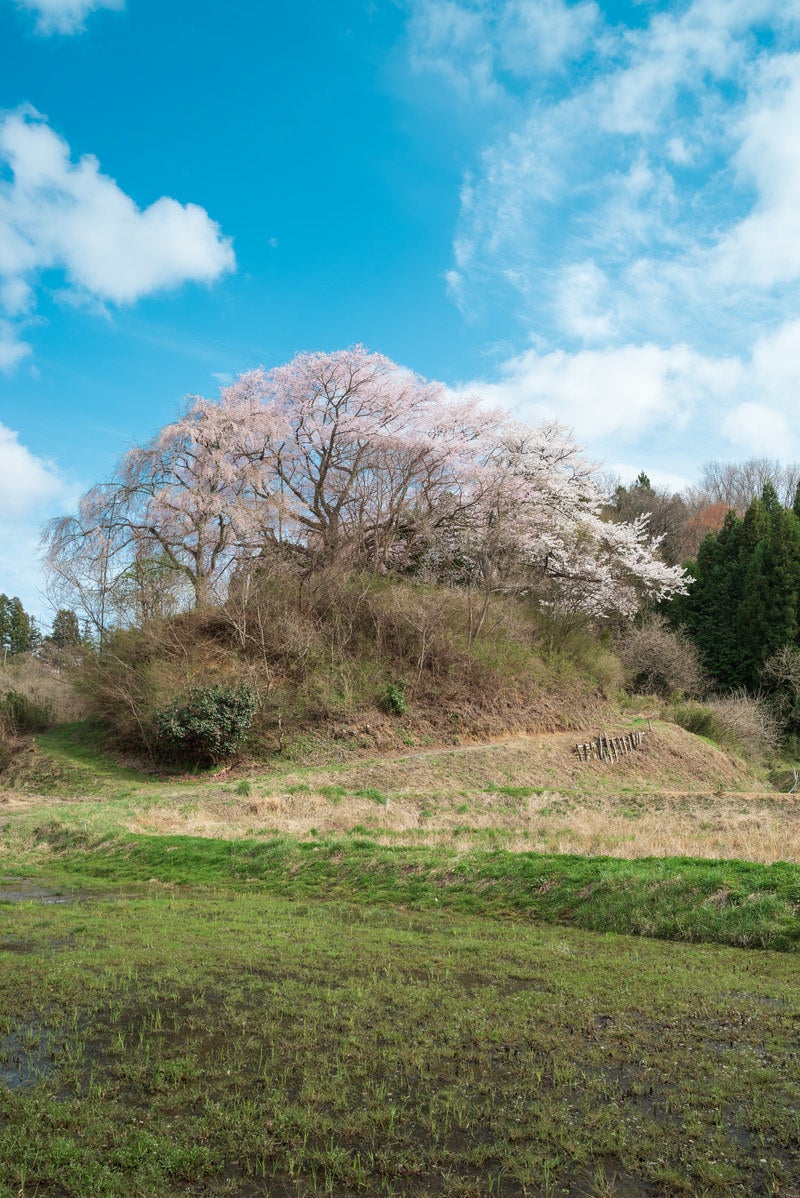 青空と黒木の石造三層塔の桜