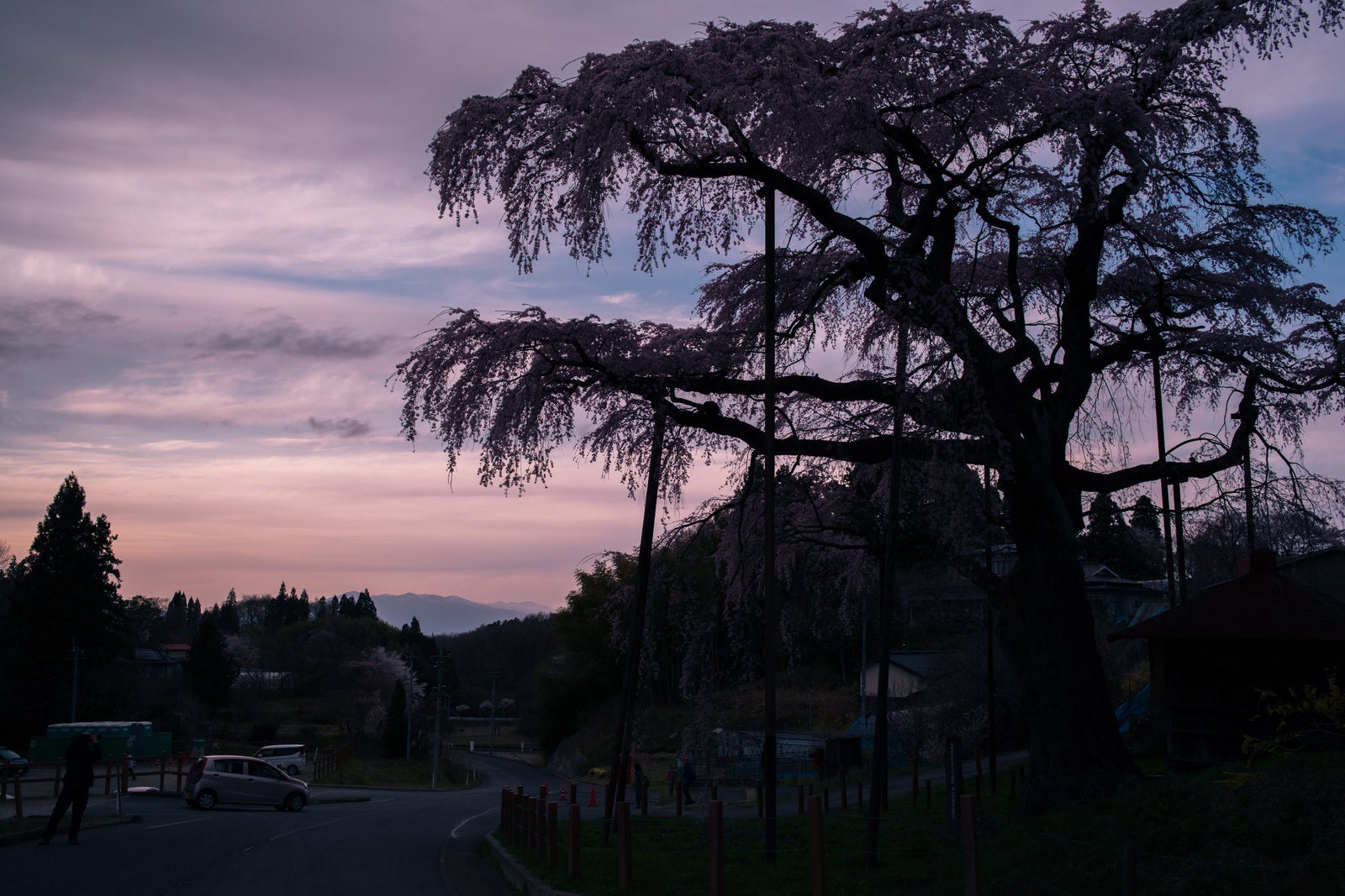 「紅枝垂地蔵桜のシルエット」の写真