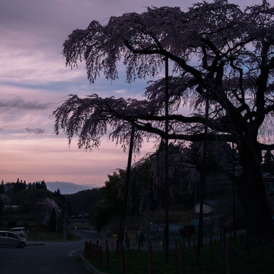 紅枝垂地蔵桜のシルエットの写真