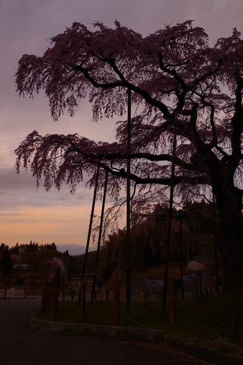 夕暮れの紅枝垂地蔵桜のシルエットの写真