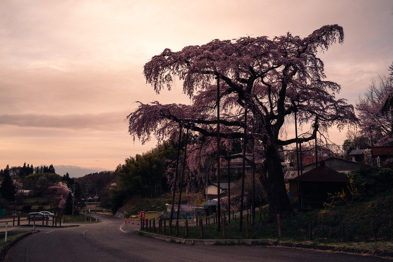 黄昏時の紅枝垂地蔵桜の風景の写真