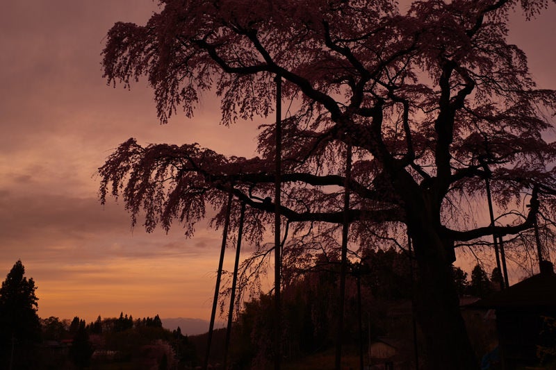 紅枝垂地蔵桜のシルエットの写真