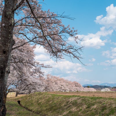 田園風景の桜並木と山々が見える農村風景の写真
