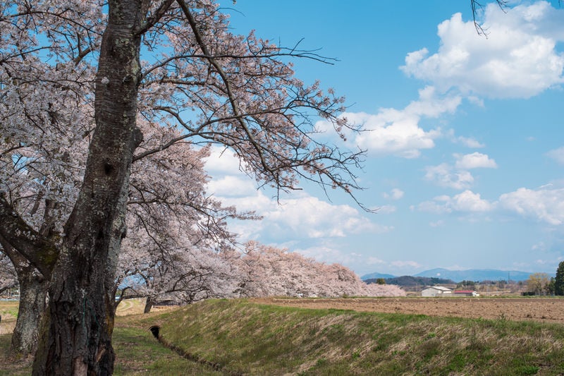 田園風景の桜並木と山々が見える農村風景の写真