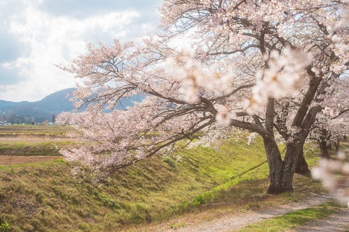 田んぼに続く土手と笹原川の千本桜の写真