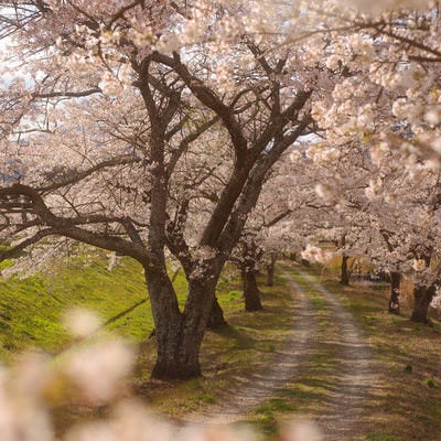 満開の笹原川千本桜のトンネルの写真