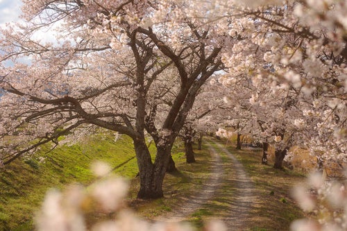 満開の笹原川千本桜のトンネルの写真
