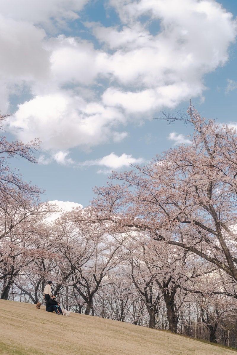 逢瀬公園の満開桜並木と青空の春景色 福島県郡山市の桜の名所の写真