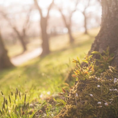 桜の木の根元に息吹く苔と春の植物、散り積もる花屑の写真