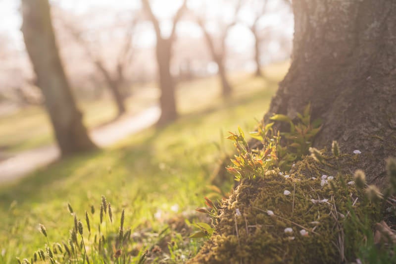 桜の木の根元に息吹く苔と春の植物、散り積もる花屑の写真