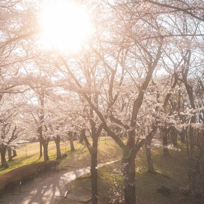 逢瀬公園の丘陵地に咲く桜と夕焼けの写真