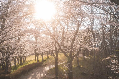 逢瀬公園の丘陵地に咲く桜と夕焼けの写真